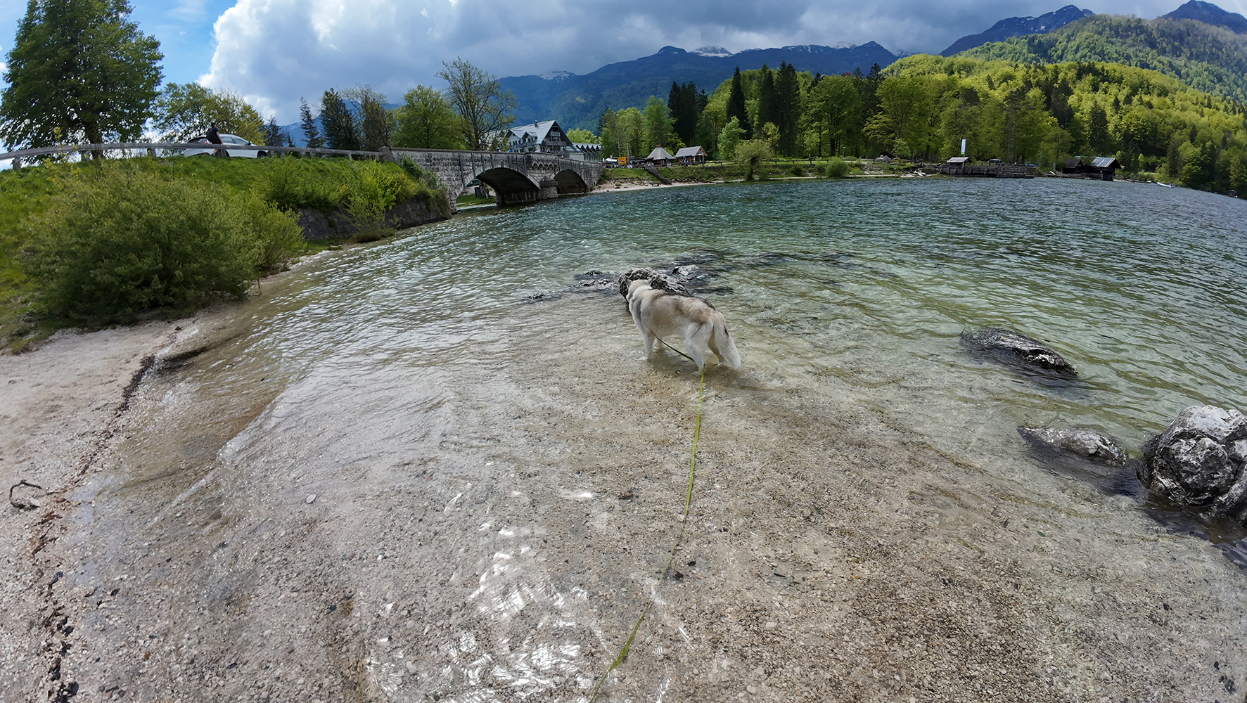 Dog swimming in the serene lake near Cerkev Sv. Janeza Krstnika (Church of St. John the Baptist), surrounded by lush greenery.