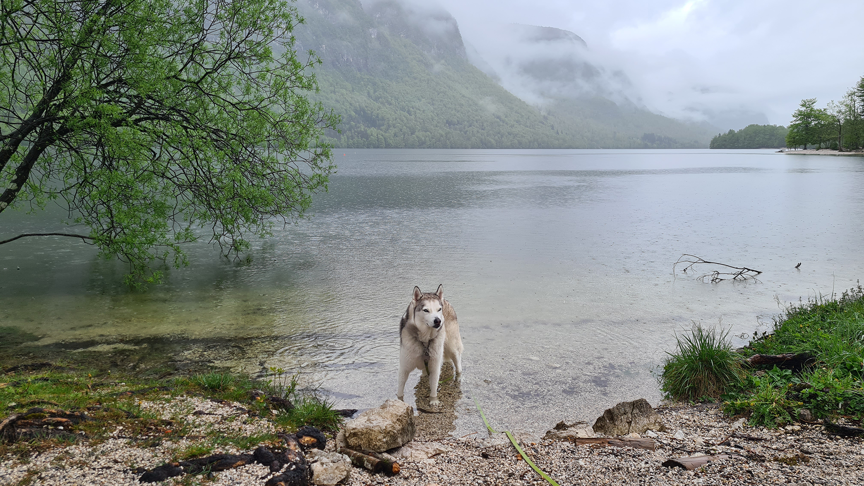 Dog relaxing in the calm waters of Lake Bohinj, enjoying a peaceful moment amidst the natural beauty.
