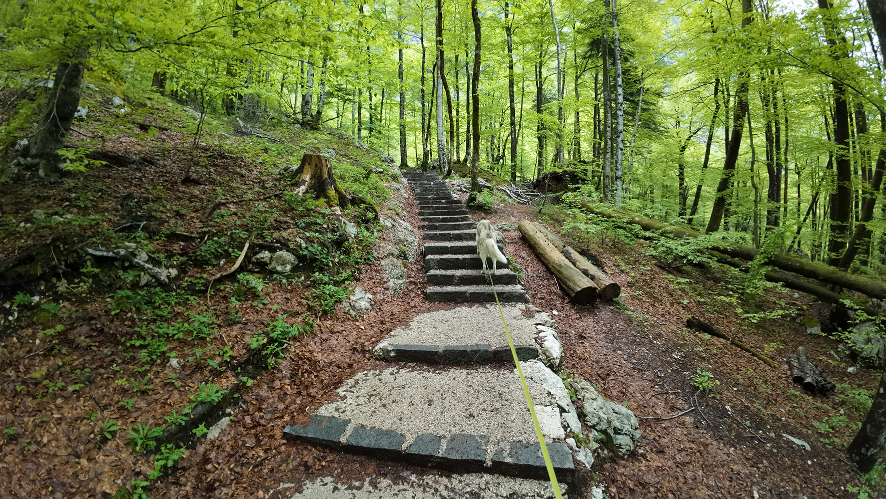 Stone steps leading up to Savica Waterfall, surrounded by lush greenery and rocky terrain.