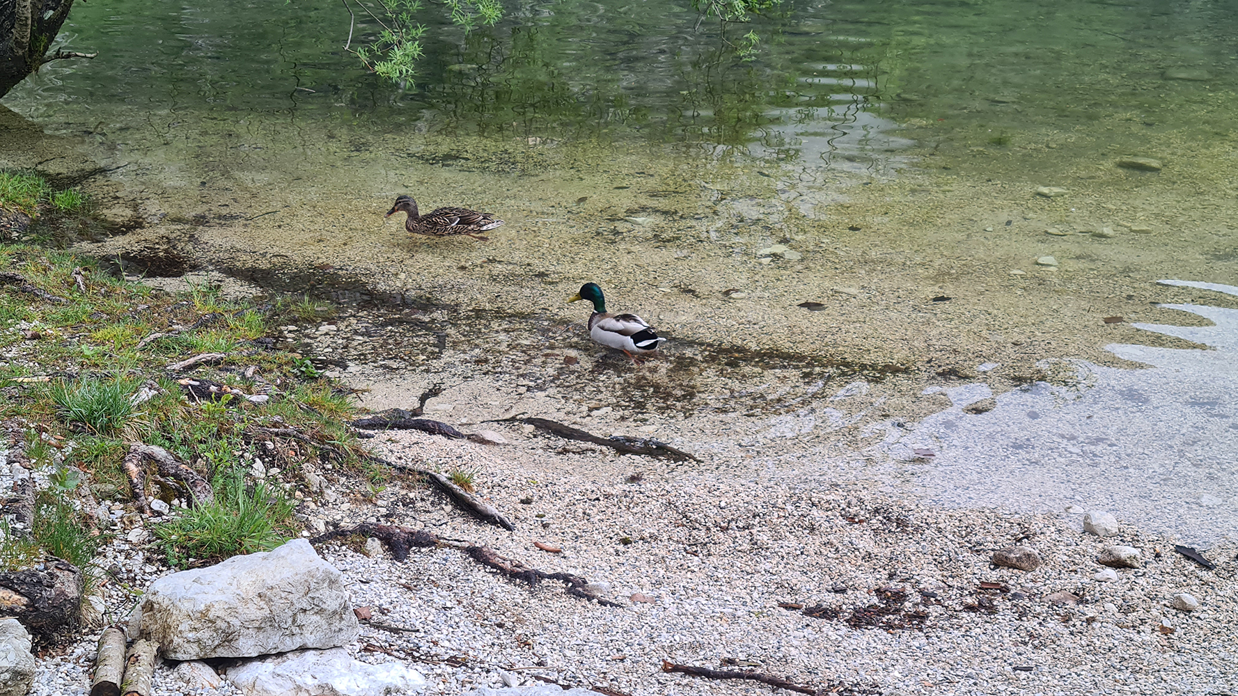 Ducks swimming peacefully in the pristine waters of Lake Bohinj, surrounded by lush greenery and mountainous terrain.
