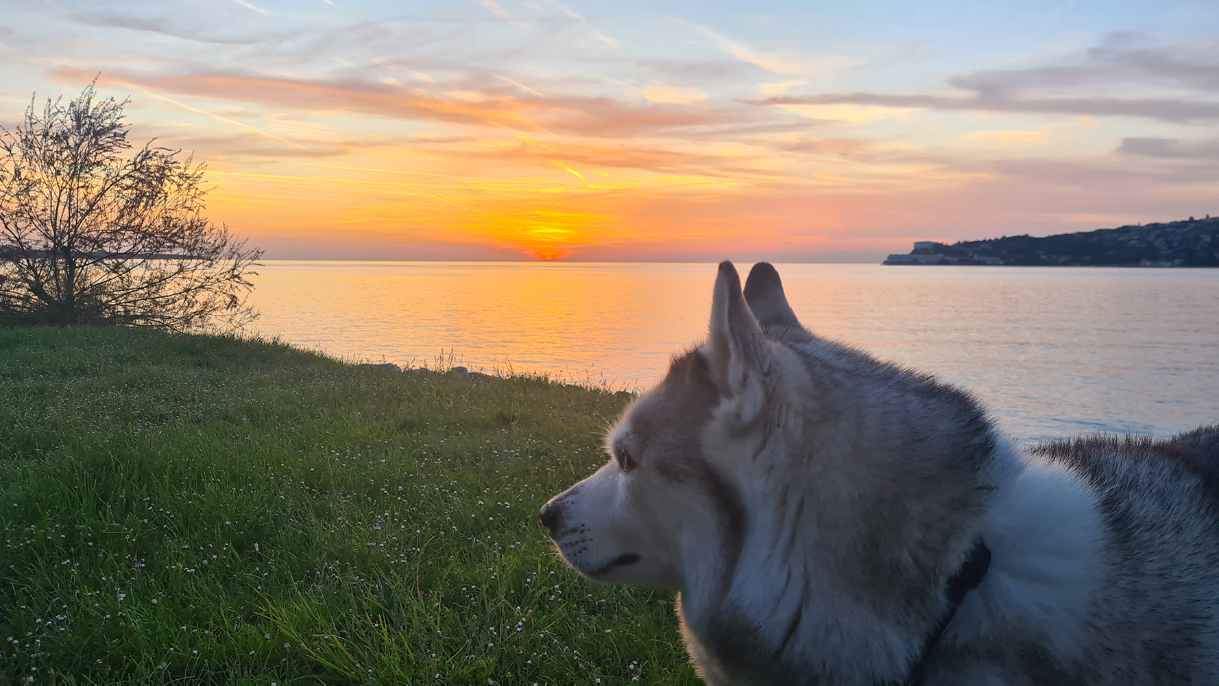 Evening sunset view from Camp Lucija overlooking the sea, with a dog enjoying the tranquil scene beside.