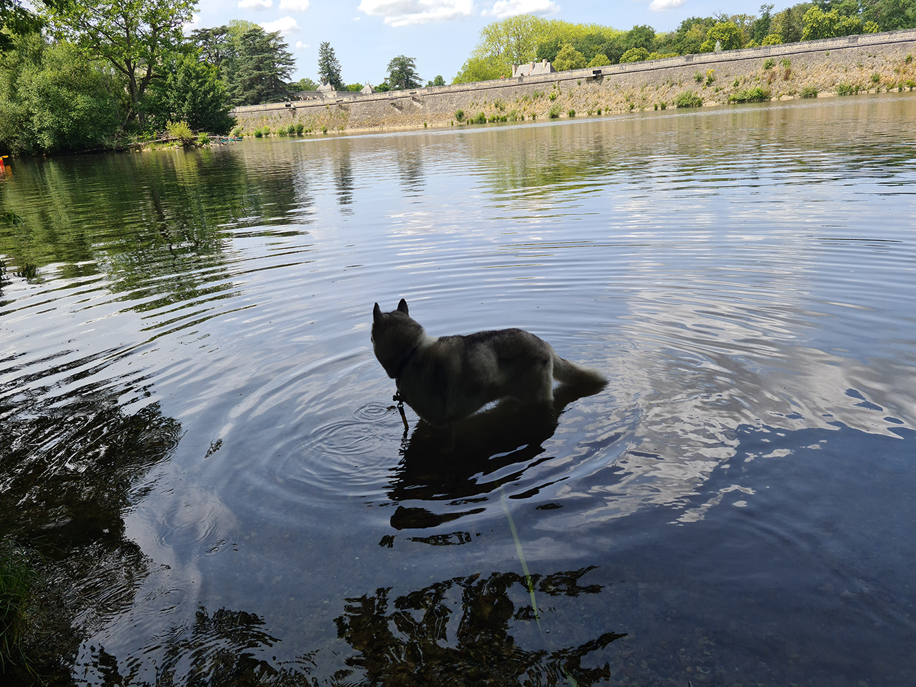 Château de Chenonceau with a dog in the river, highlighting its stunning architecture and serene setting.