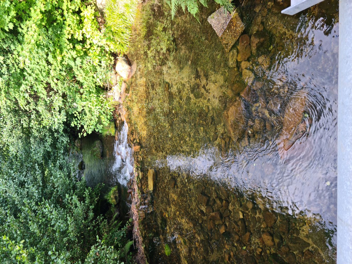 Bridge at Camping Müllerwiese with a stream running by, surrounded by lush greenery and natural beauty.