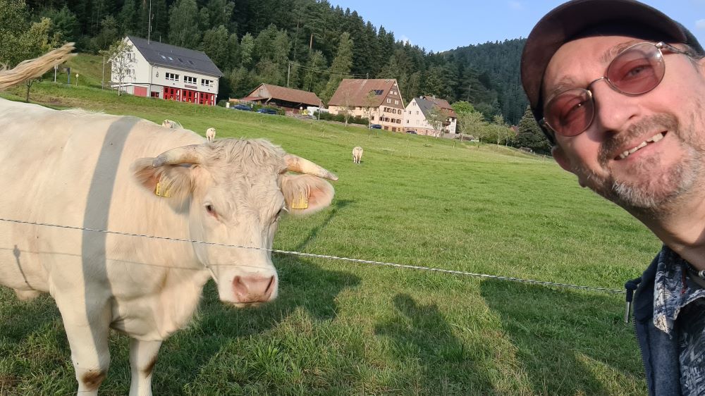 Friendly cow at Camping Müllerwiese, grazing peacefully in a lush green meadow.