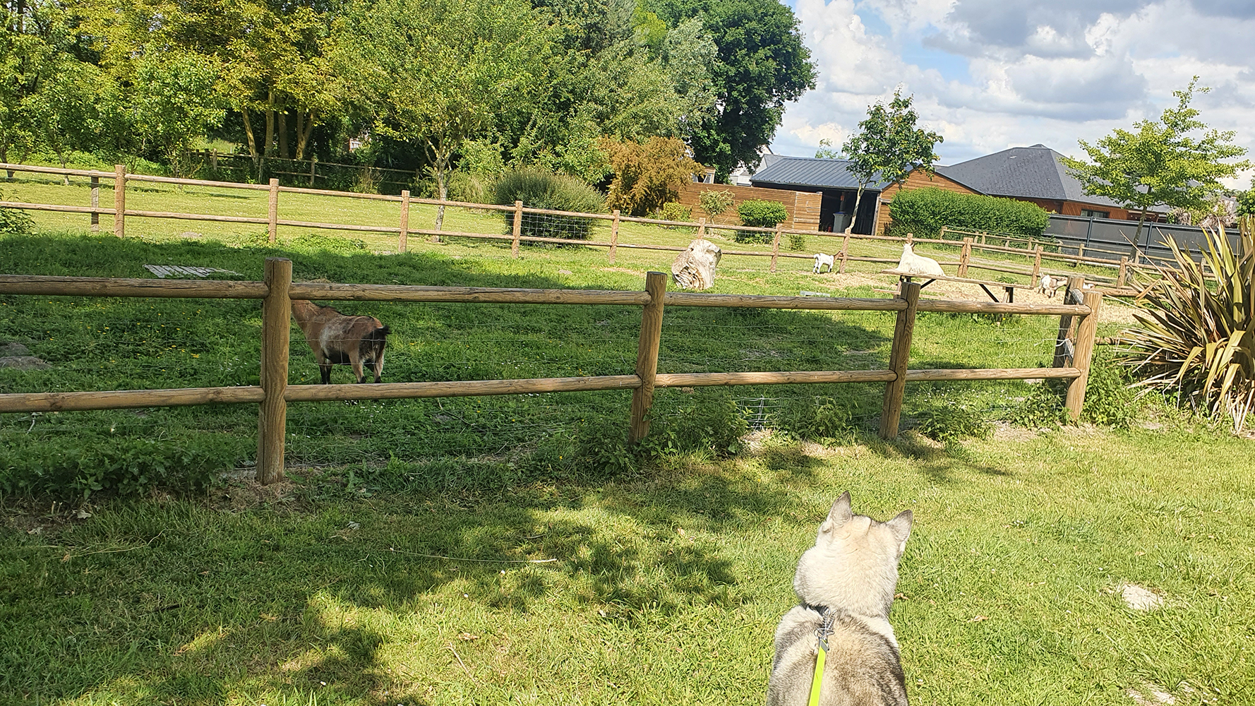A curious dog observing chickens at Campsite Haliotis, enjoying the peaceful countryside atmosphere.