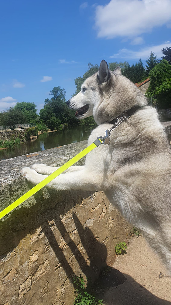 A charming dog's eye view of the front facade at Château de La Rochefoucauld, capturing the grandeur of the historic castle.