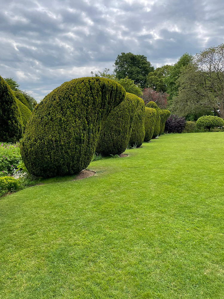 Château de La Rochefoucauld with a neat row of manicured bushes in the foreground.
