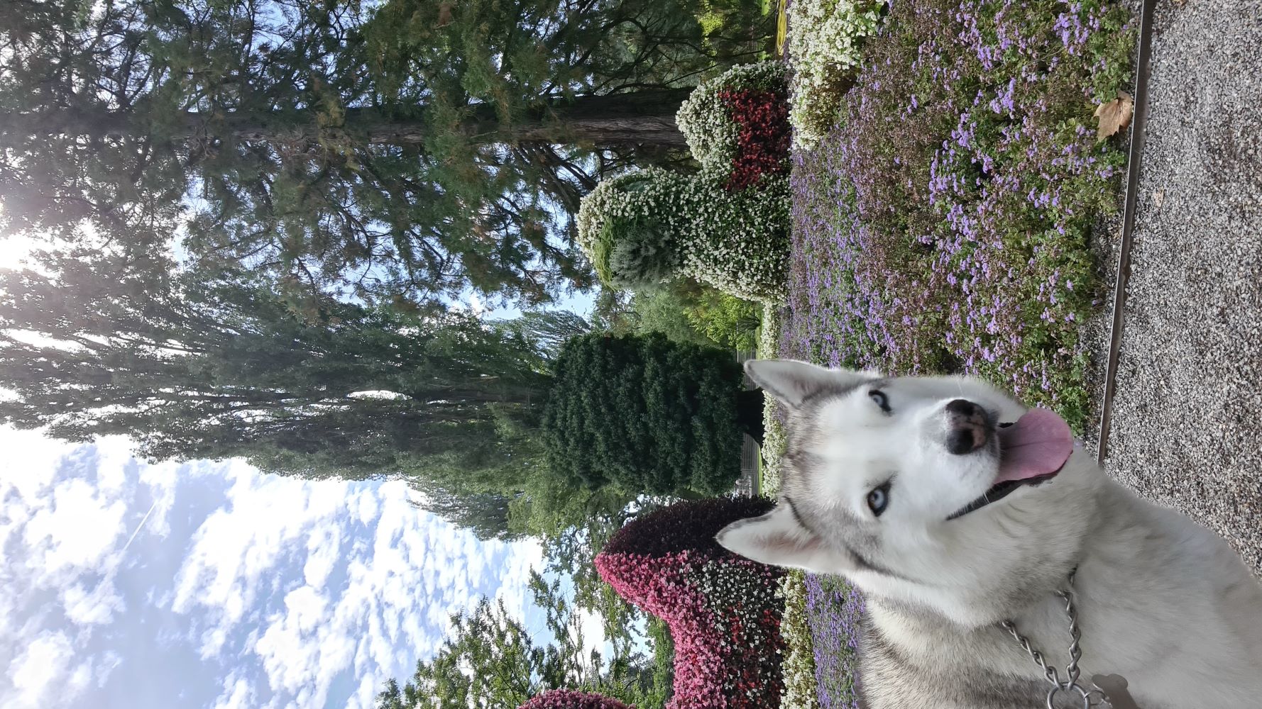 Dogs enjoying the gardens on Mainau Island, surrounded by lush greenery and colorful flowers.