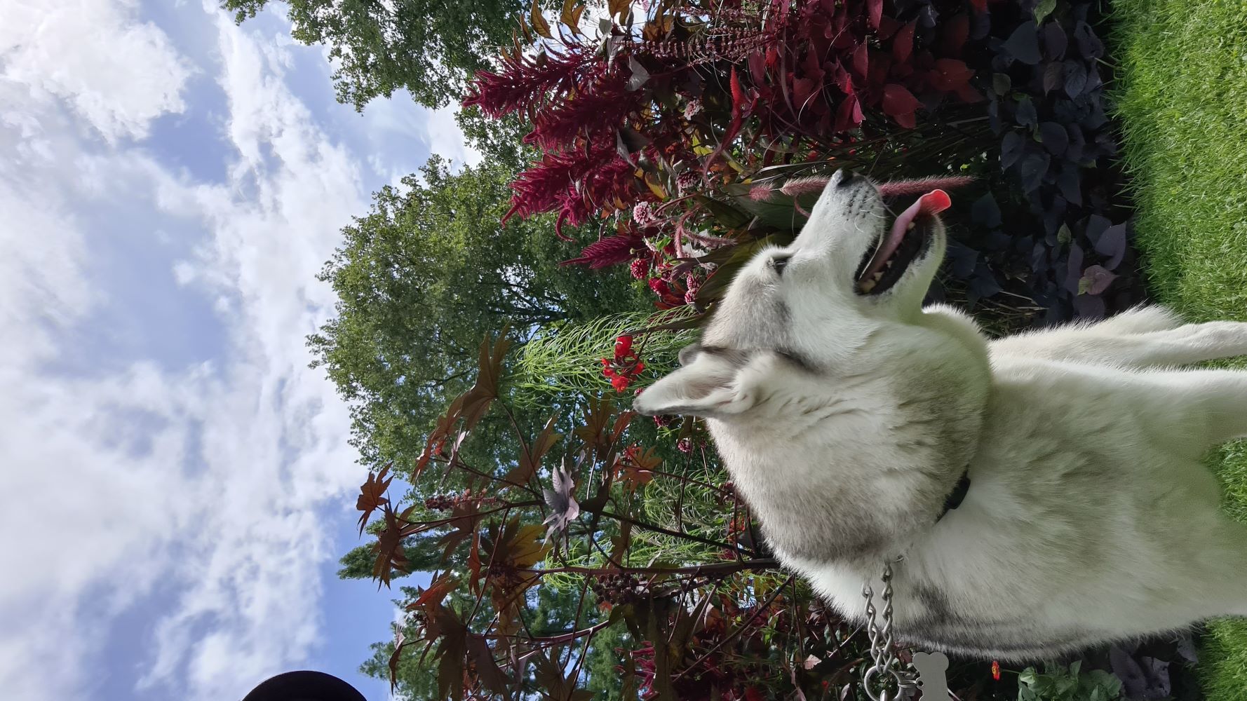 Dogs enjoying the gardens on Mainau Island, surrounded by lush greenery and colorful flowers.