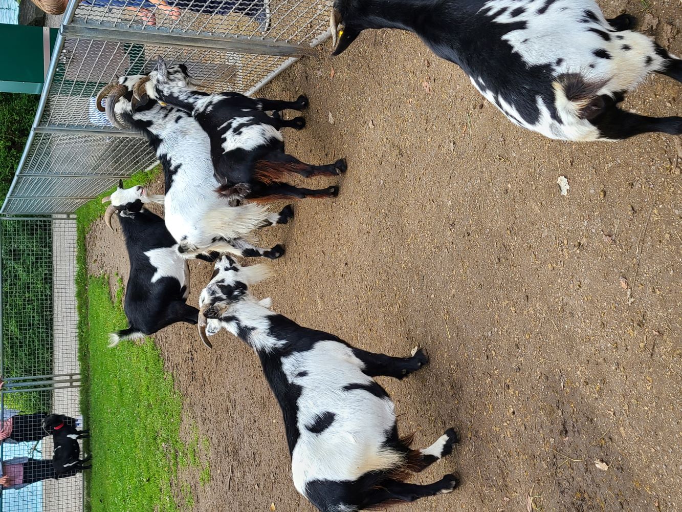 Goat farm on Mainau Island, featuring goats grazing in a picturesque meadow with lush greenery and flowers.
