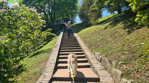 A person is walking a dog on a leash while navigating a staircase. The scene takes place outdoors, surrounded by nature, including trees and plants. The setting appears to be part of a hiking trail or path, with grass and the sky visible in the background.