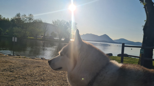 husky-type dog, predominantly white and light gray, in profile view. It's positioned on a sandy shore beside a calm body of water, likely a lake. The background features a serene landscape with trees, hills, and a clear, sunny sky. The sun is quite bright, creating lens flare. The overall mood is peaceful and tranquil.