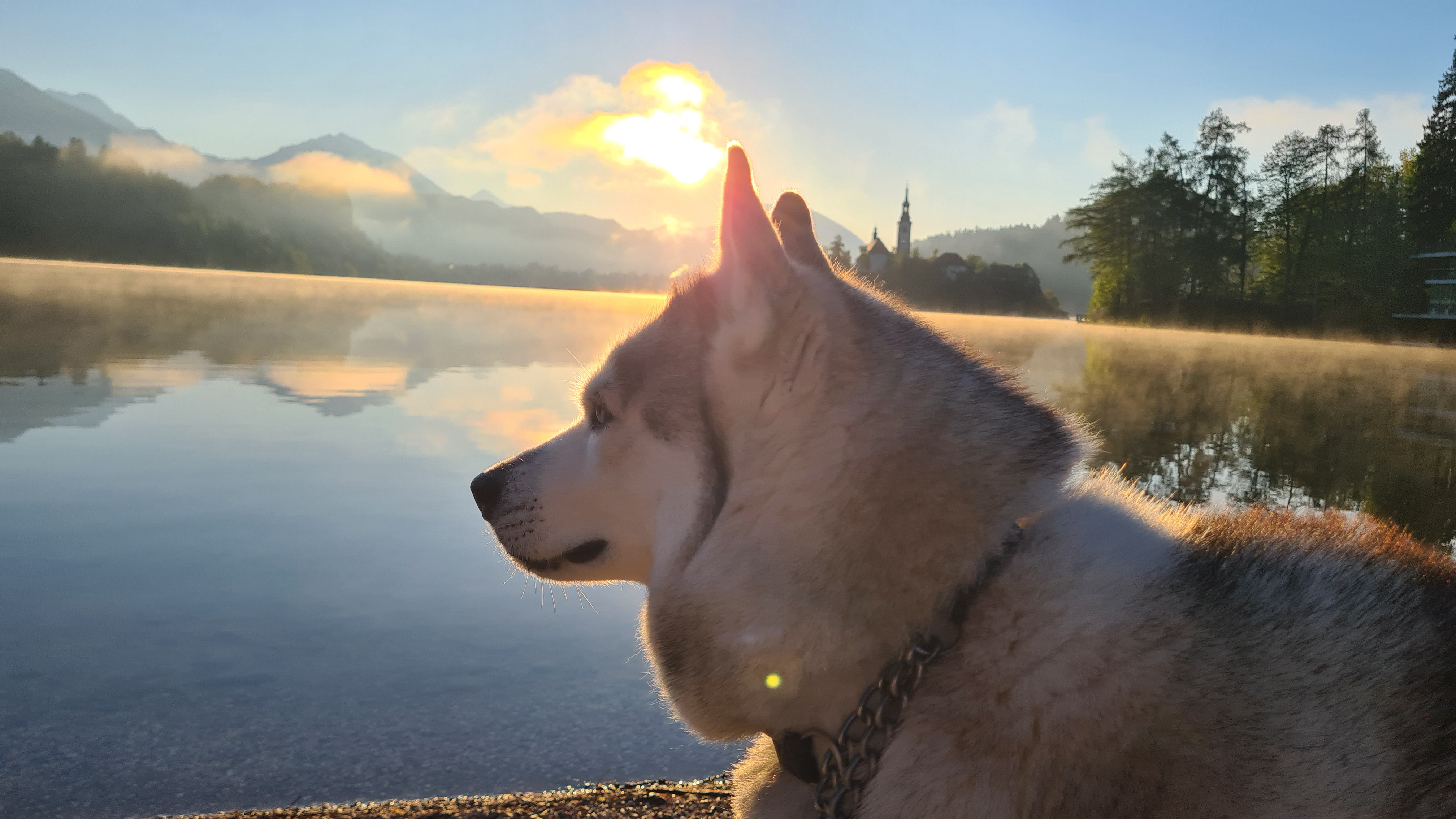 Dog enjoying the dawn at Lake Bled, with the calm waters and morning light creating a serene atmosphere.