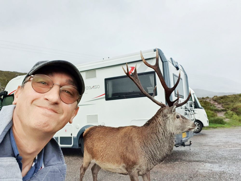 Highland stag along the NC500 route