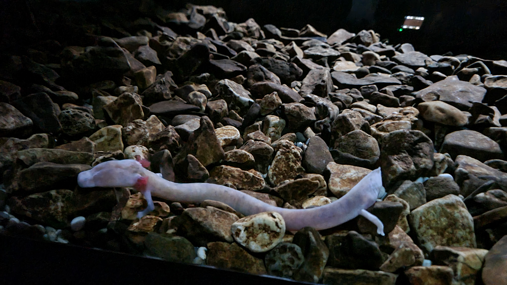 Image of a blind cave salamander, a unique species found in the dark depths of Postojna Cave.