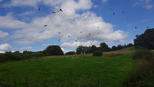 Red Kite Touring  - Amazing Kites