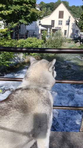 Your dog will love the views