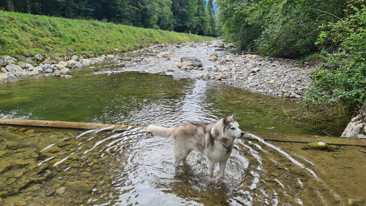 Lombach River - great for the dog