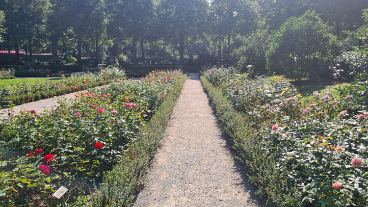 Rows of colorful flowers in Rosengarten Bern, surrounded by lush greenery