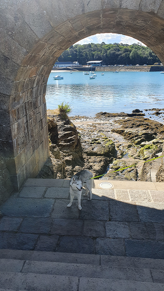 A charming dog framed within the arch of Tour Solidor de Saint-Servan, enjoying the scenic surroundings.