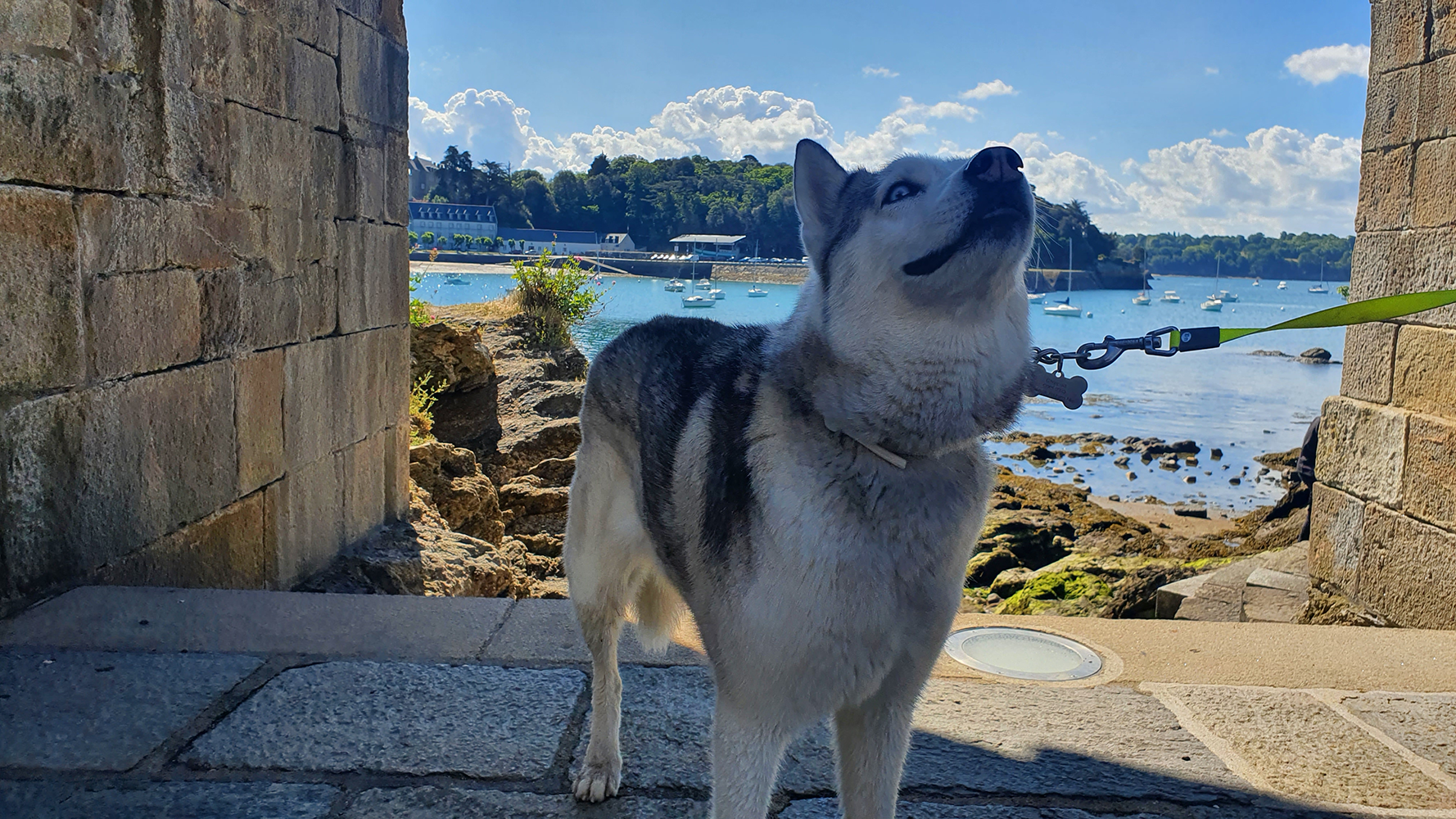 A charming dog framed within the arch of Tour Solidor de Saint-Servan, enjoying the scenic surroundings
