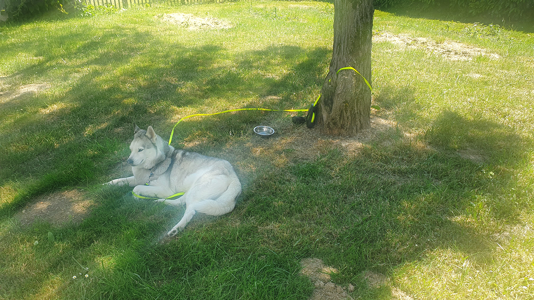 My dog lounging on the lush green grass at L'Orangerie de Beauregard, enjoying a moment of relaxation amidst the tranquil surroundings.