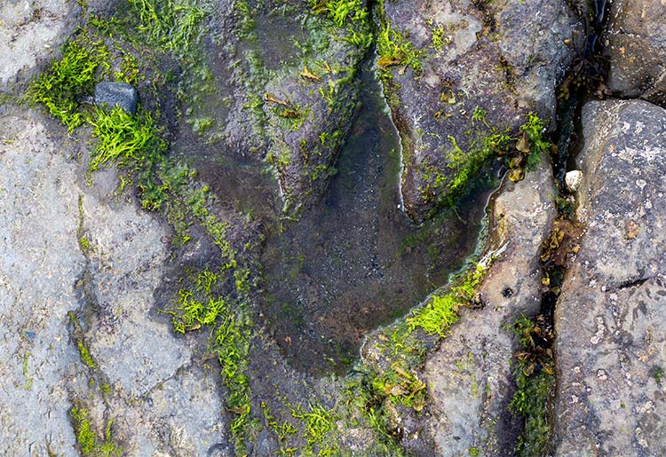 Ancient dinosaur footprints preserved in the rocky shore of An Corran Beach on the Isle of Skye, with the sea and distant cliffs in the background.