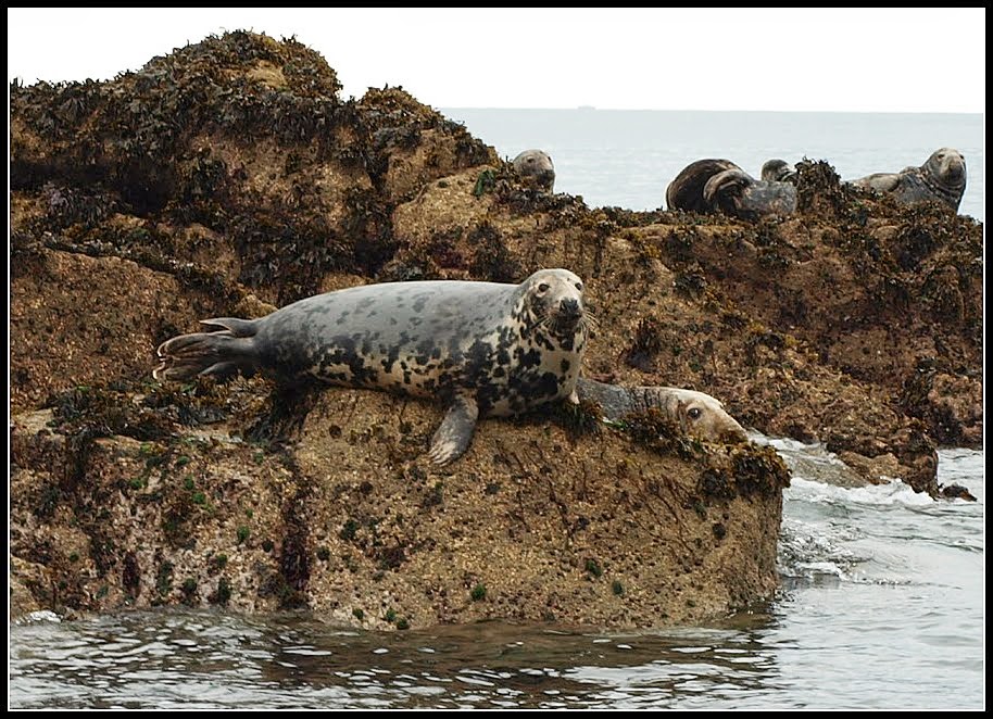 Grey seals resting on rocky shores of the Isle of Skye, with some seals lounging on the rocks and others swimming in the surrounding clear blue waters.