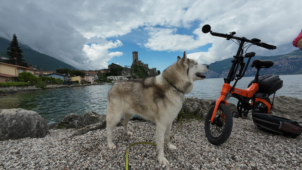 Lake Garden, dog ready for bike ride