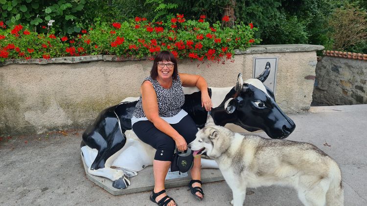 Rest on a cow