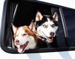 Taking your dog with you