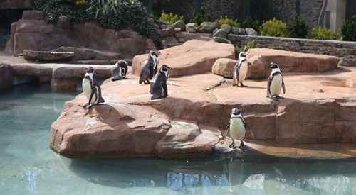  delightful photo capturing the charming penguins at Paradise Park and JungleBarn in Cornwall. The image highlights the playful behavior and unique personalities of the penguins, offering a glimpse into their natural habitat within the park. Perfect for wildlife enthusiasts, families, and anyone interested in animal photography